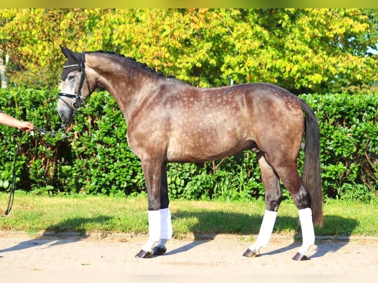 Hanoverian Gelding 4 years 16,2 hh Gray in Selsingen