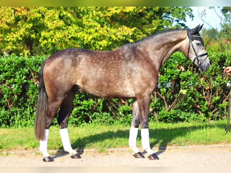 Hanoverian Gelding 4 years 16,2 hh Gray in Selsingen