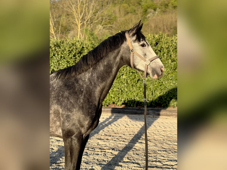 Hanoverian Gelding 4 years 16.2 hh Grey-Dark-Tan in Efringen-Kirchen