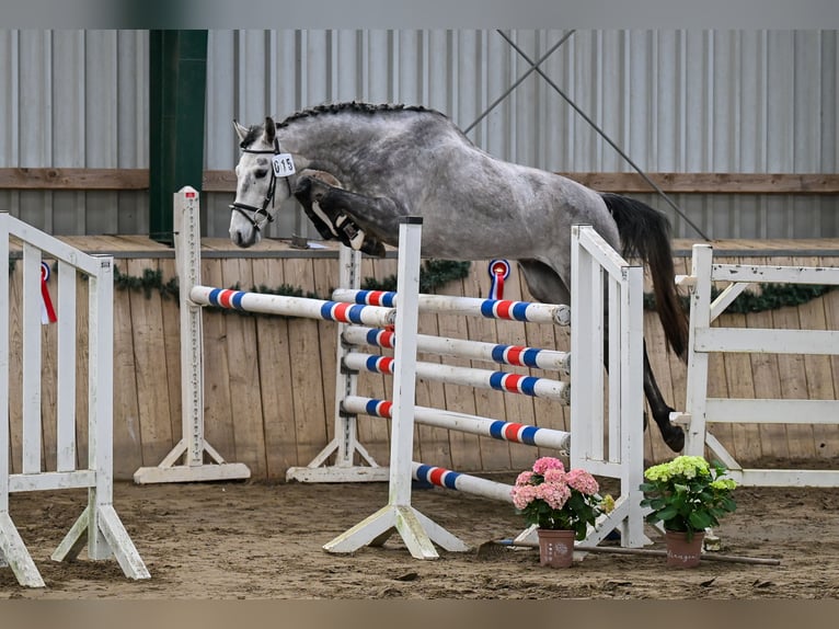 Hanoverian Gelding 4 years 16.2 hh Grey in Horst