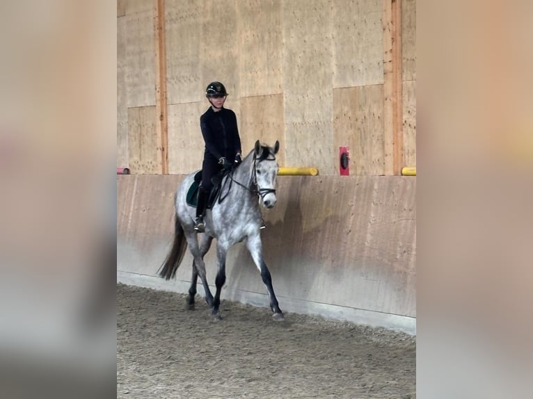 Hanoverian Gelding 4 years 16.2 hh Grey in Horst