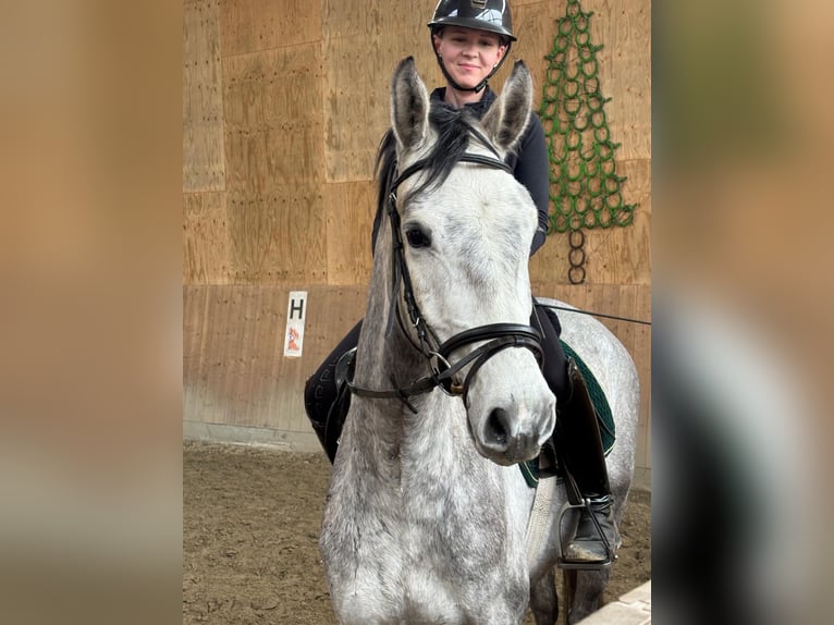 Hanoverian Gelding 4 years 16.2 hh Grey in Horst