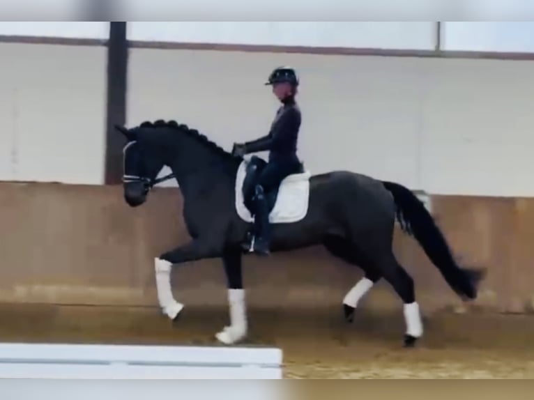 Hanoverian Gelding 4 years 16,2 hh Smoky-Black in Bielefeld