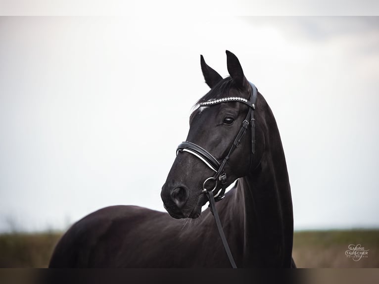 Hanoverian Gelding 4 years 16,2 hh Smoky-Black in Halbturn