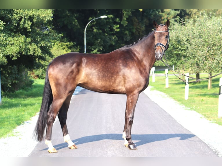 Hanoverian Gelding 4 years 16,3 hh Bay-Dark in Deinstedt