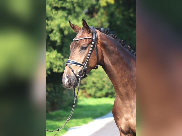 Hanoverian Gelding 4 years 16,3 hh Bay-Dark in Deinstedt