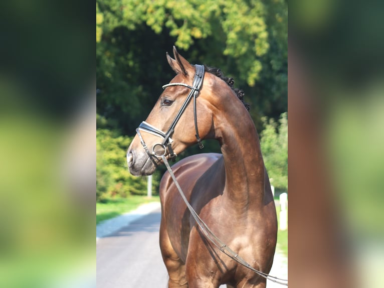 Hanoverian Gelding 4 years 16,3 hh Bay-Dark in Deinstedt