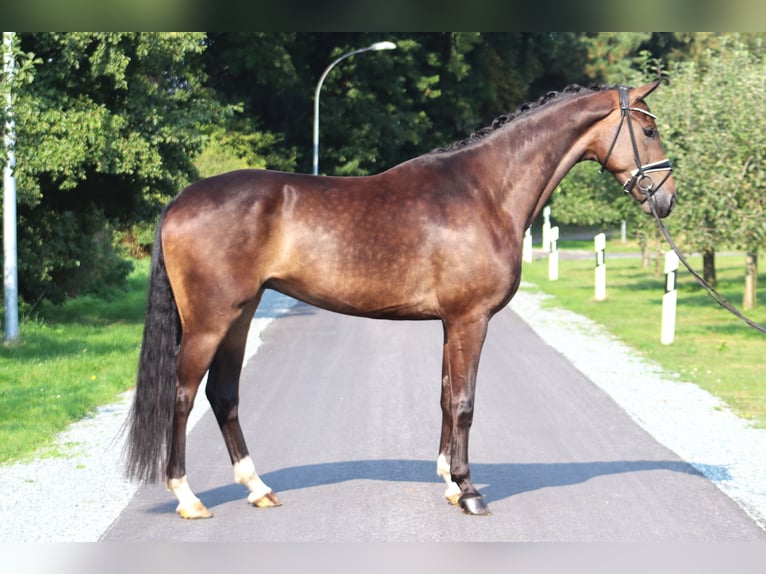 Hanoverian Gelding 4 years 16,3 hh Bay-Dark in Deinstedt