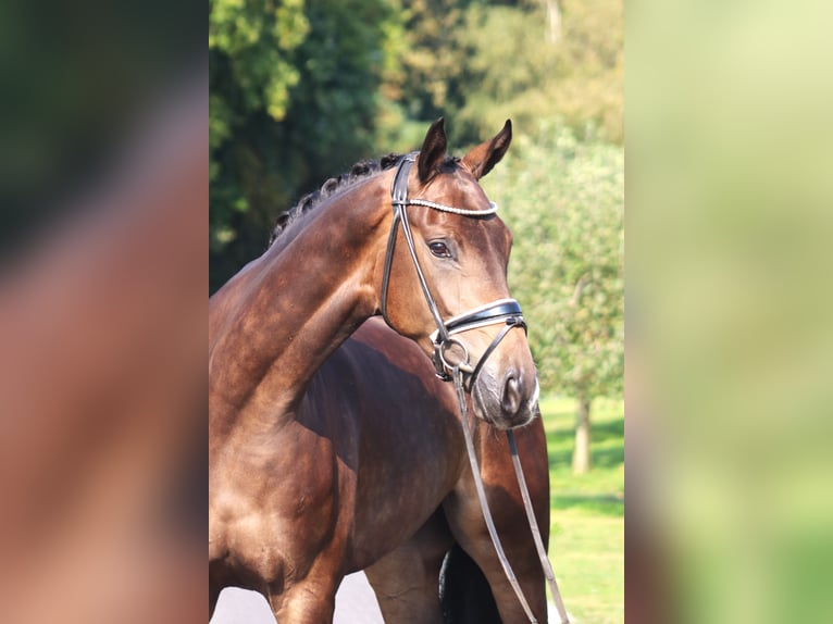 Hanoverian Gelding 4 years 16,3 hh Bay-Dark in Deinstedt