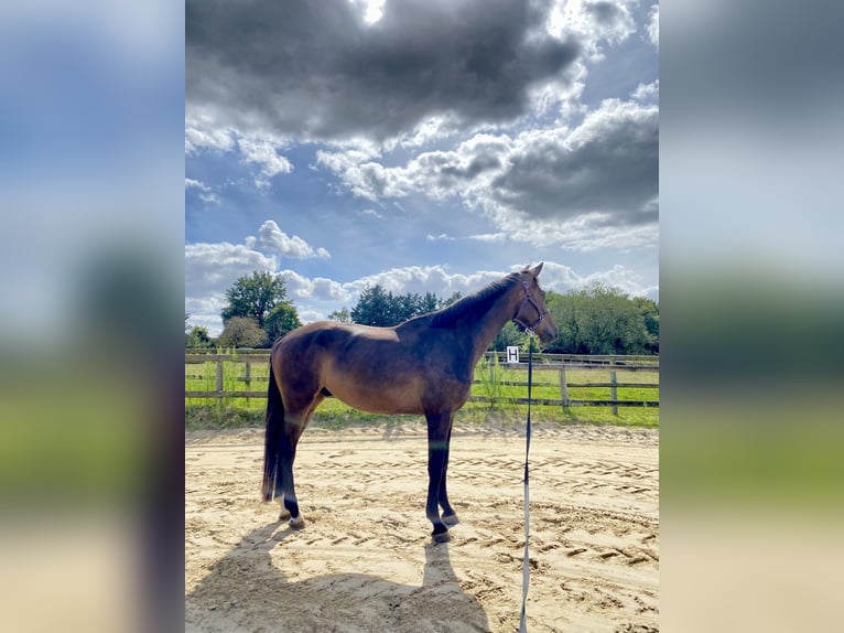 Hanoverian Gelding 4 years 16,3 hh Bay-Dark in Champlan