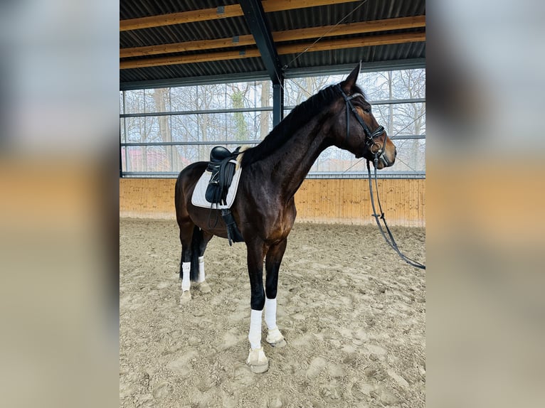 Hanoverian Gelding 4 years 16,3 hh Bay-Dark in Hohenhameln