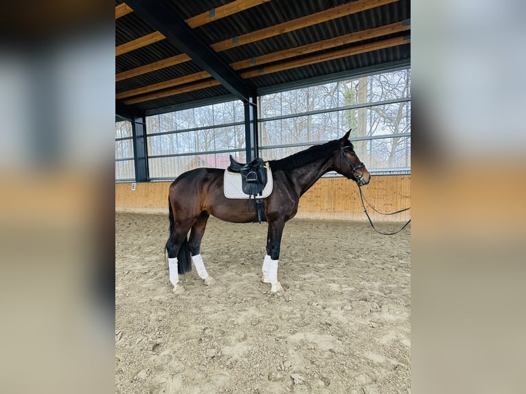 Hanoverian Gelding 4 years 16,3 hh Bay-Dark in Hohenhameln