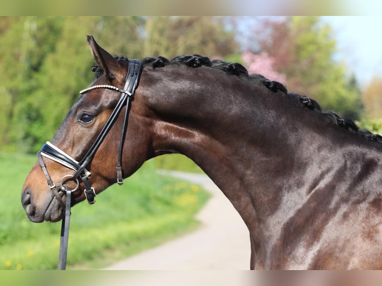 Hanoverian Gelding 4 years 16.3 hh Bay-Dark in Visbek