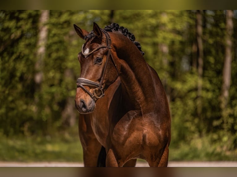 Hanoverian Gelding 4 years 16.3 hh Bay-Dark in Wehringen