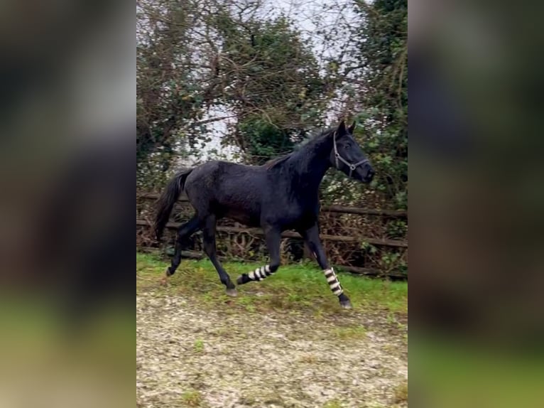 Hanoverian Gelding 4 years 16,3 hh Black in Moers