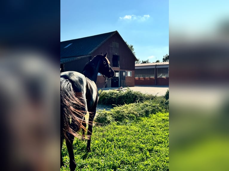 Hanoverian Gelding 4 years 16,3 hh Black in Rosdorf