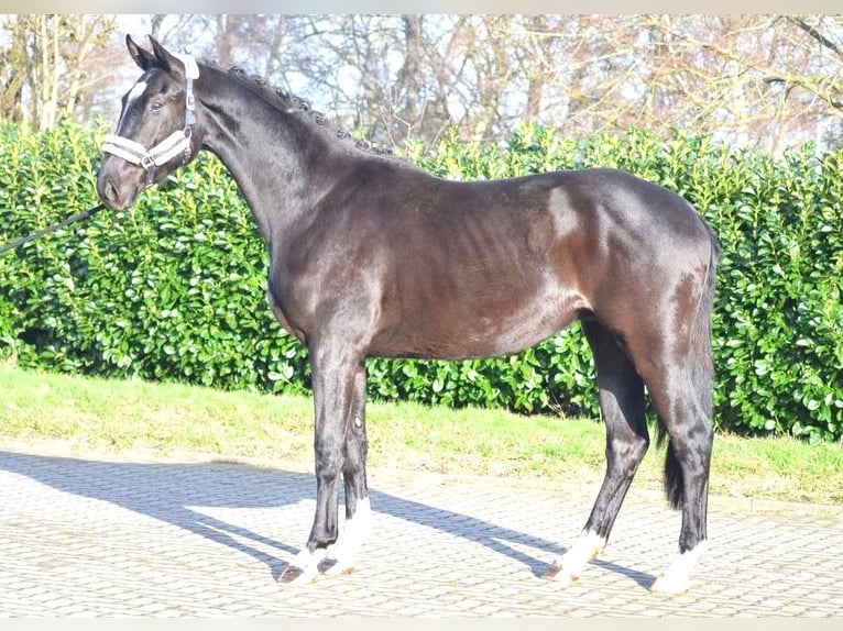 Hanoverian Gelding 4 years 16,3 hh Black in Selsingen