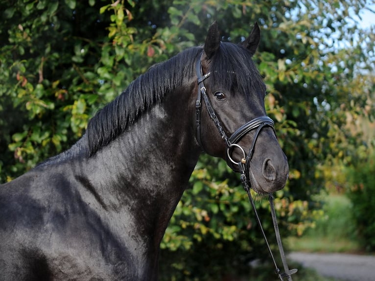 Hanoverian Gelding 4 years 16,3 hh Black in Ottnang