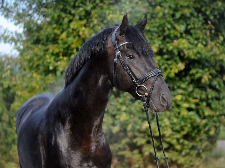 Hanoverian Gelding 4 years 16,3 hh Black in Ottnang