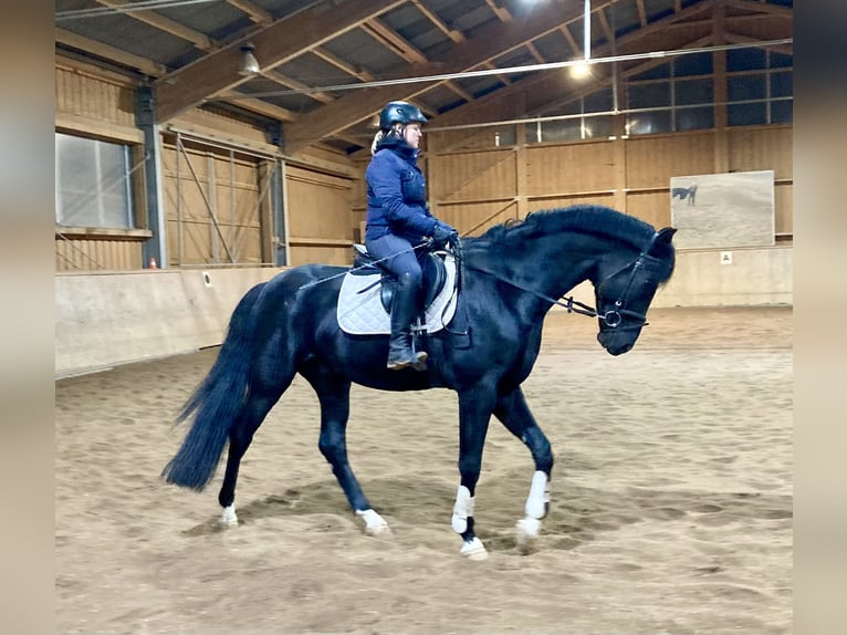 Hanoverian Gelding 4 years 16,3 hh Black in Ottnang