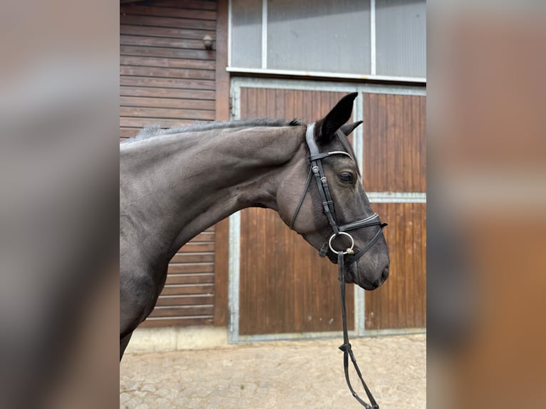 Hanoverian Gelding 4 years 16,3 hh Black in Braunsbedra