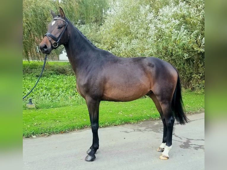 Hanoverian Gelding 4 years 16,3 hh Brown in Bosc-Guerard-Saint-Adrien