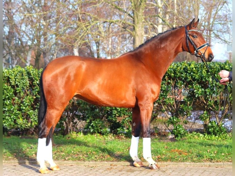 Hanoverian Gelding 4 years 16,3 hh Brown in Selsingen