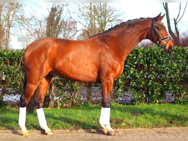 Hanoverian Gelding 4 years 16,3 hh Brown in Selsingen