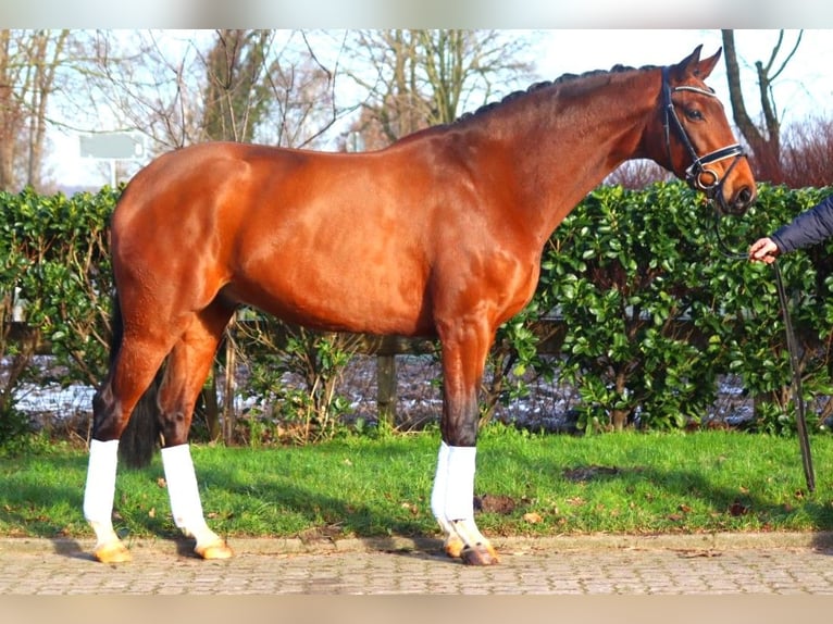 Hanoverian Gelding 4 years 16,3 hh Brown in Selsingen