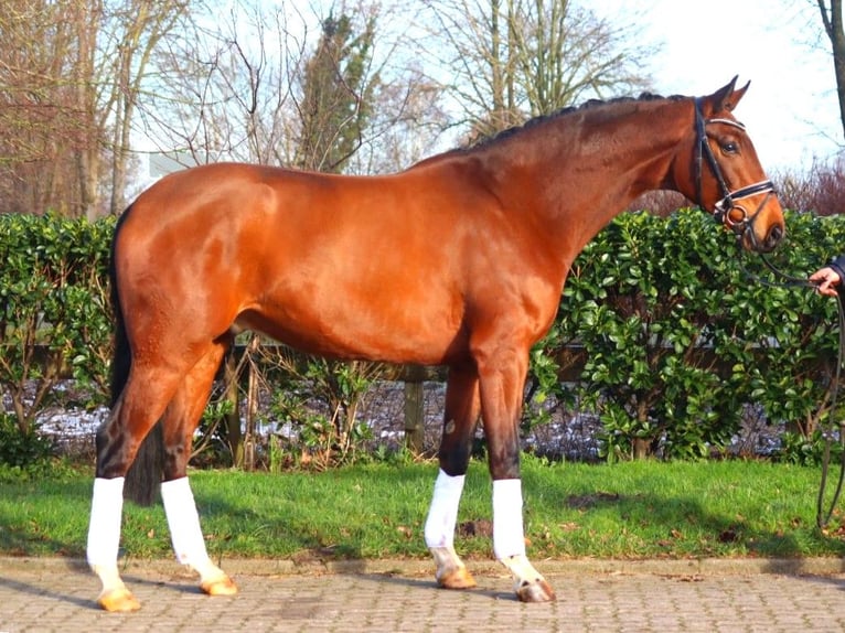 Hanoverian Gelding 4 years 16,3 hh Brown in Selsingen