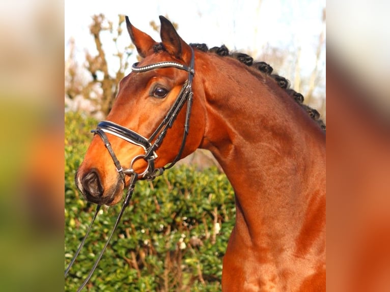Hanoverian Gelding 4 years 16,3 hh Brown in Selsingen
