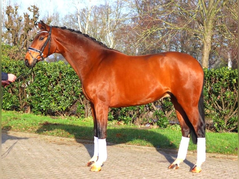 Hanoverian Gelding 4 years 16,3 hh Brown in Selsingen