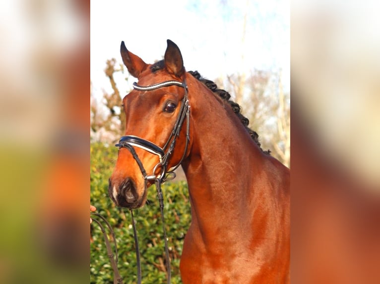 Hanoverian Gelding 4 years 16,3 hh Brown in Selsingen
