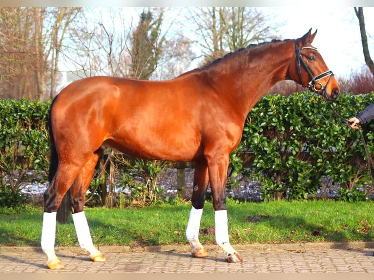 Hanoverian Gelding 4 years 16,3 hh Brown in Selsingen