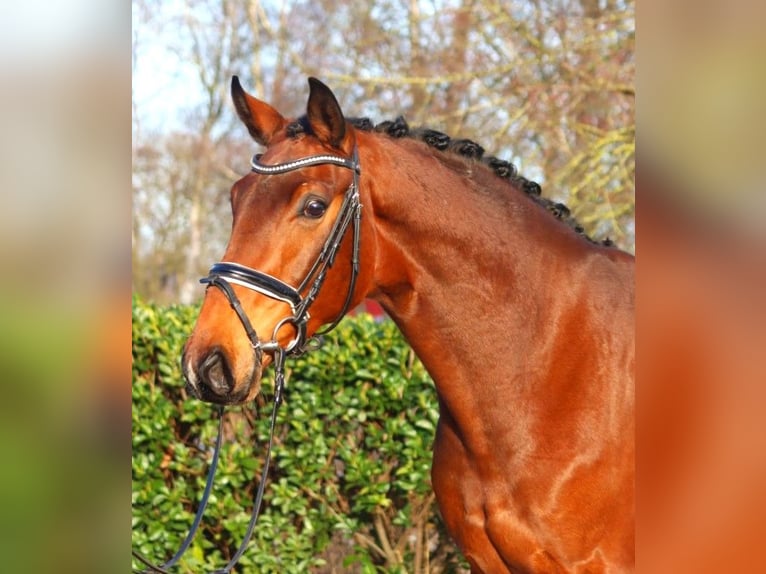 Hanoverian Gelding 4 years 16,3 hh Brown in Selsingen