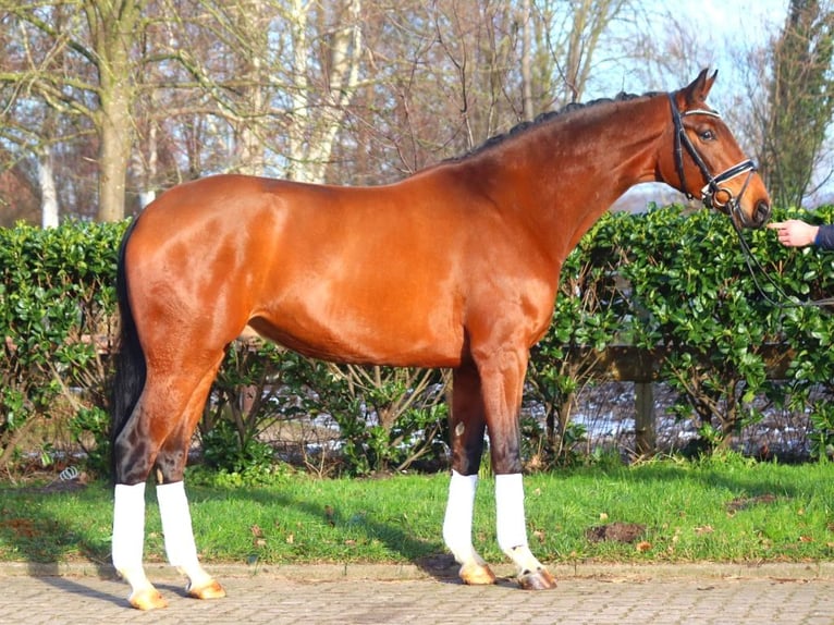 Hanoverian Gelding 4 years 16,3 hh Brown in Selsingen