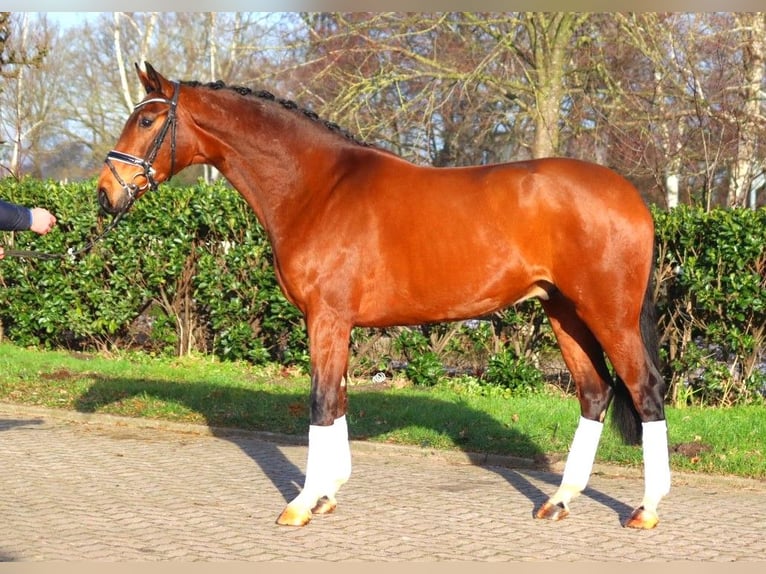 Hanoverian Gelding 4 years 16,3 hh Brown in Selsingen