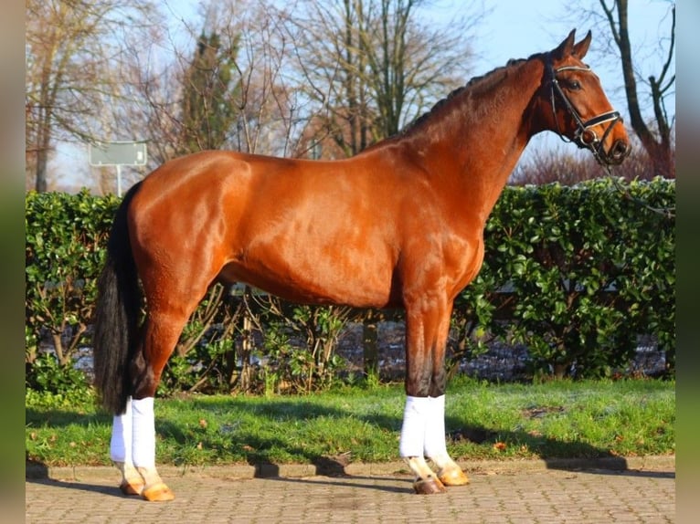 Hanoverian Gelding 4 years 16,3 hh Brown in Selsingen