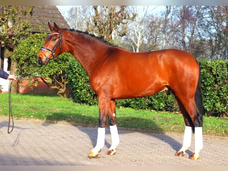 Hanoverian Gelding 4 years 16,3 hh Brown in Selsingen