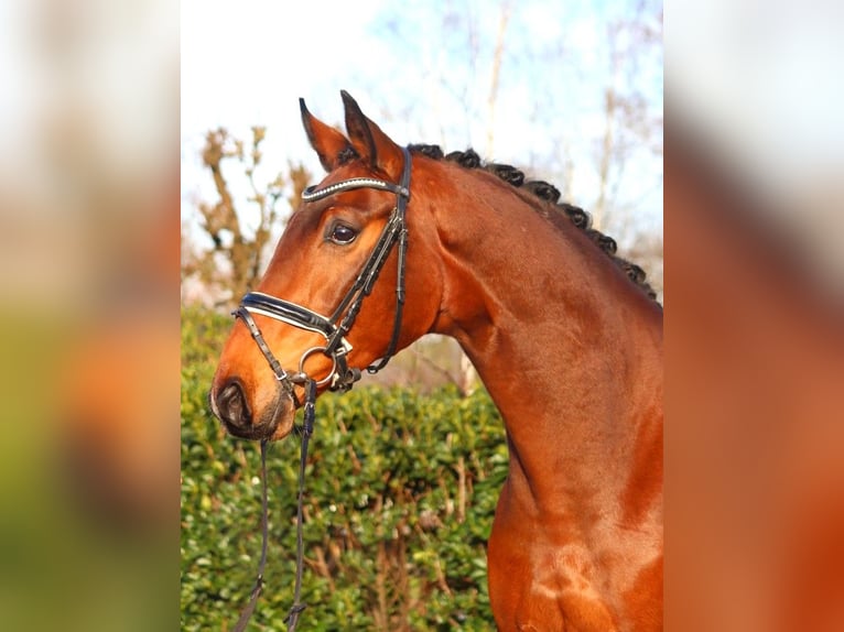 Hanoverian Gelding 4 years 16,3 hh Brown in Selsingen