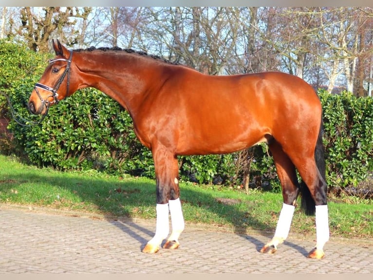 Hanoverian Gelding 4 years 16,3 hh Brown in Selsingen