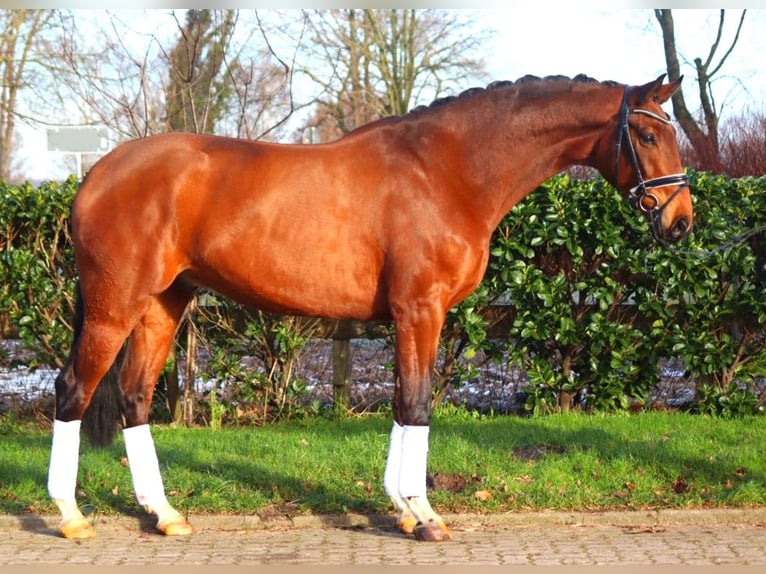 Hanoverian Gelding 4 years 16,3 hh Brown in Selsingen