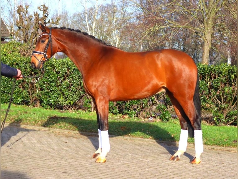 Hanoverian Gelding 4 years 16,3 hh Brown in Selsingen