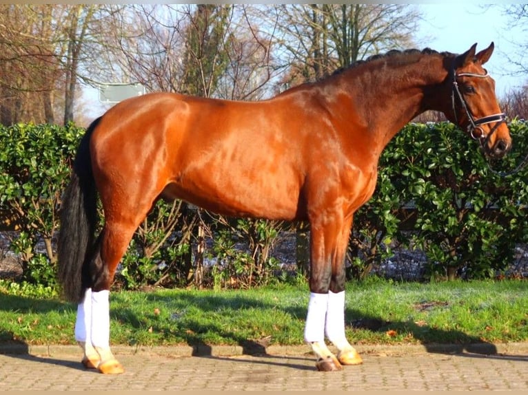 Hanoverian Gelding 4 years 16,3 hh Brown in Selsingen