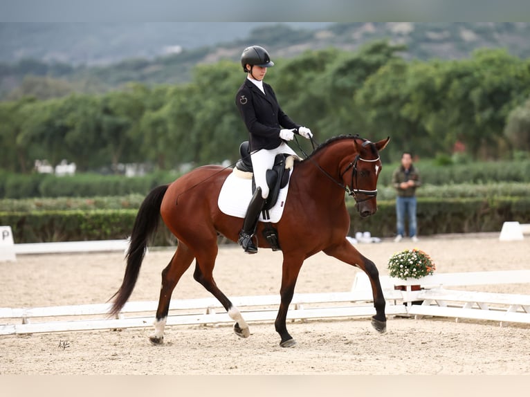 Hanoverian Gelding 4 years 16,3 hh Brown in Mijas