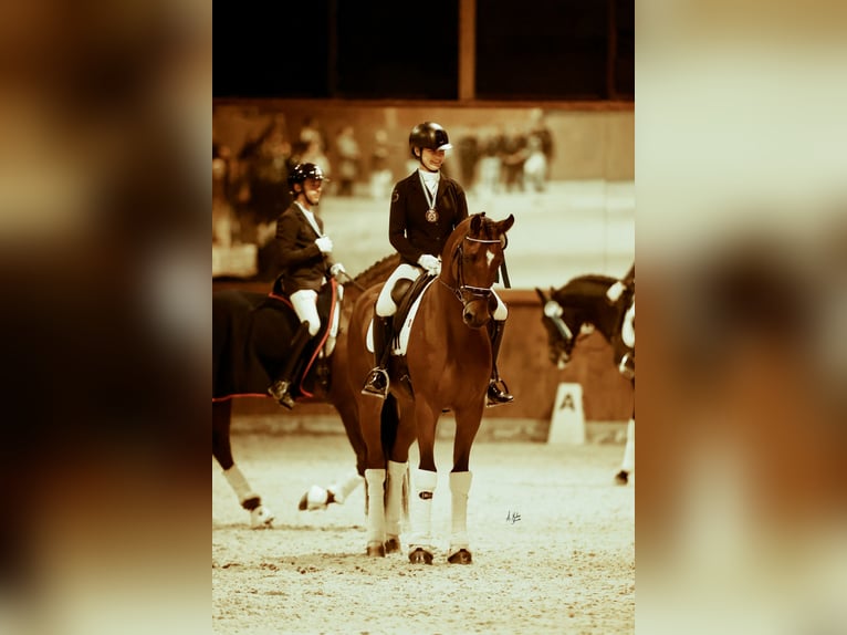 Hanoverian Gelding 4 years 16,3 hh Brown in Mijas