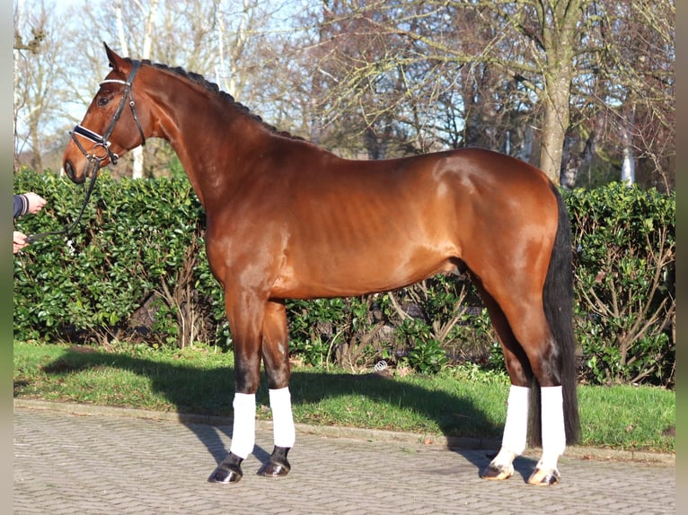 Hanoverian Gelding 4 years 16,3 hh Brown in Selsingen