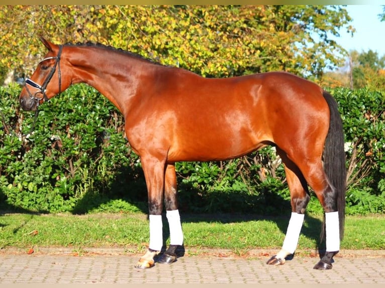 Hanoverian Gelding 4 years 16,3 hh Brown in Selsingen