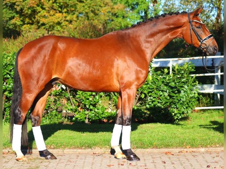 Hanoverian Gelding 4 years 16,3 hh Brown in Selsingen