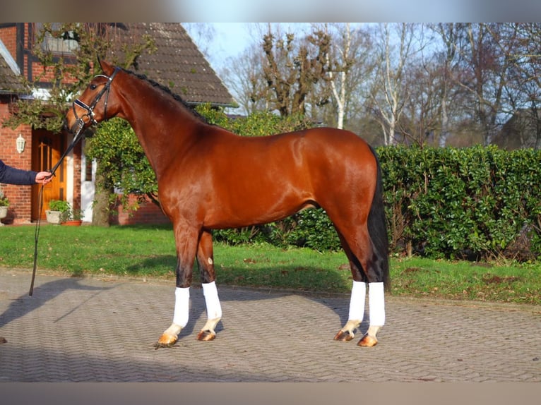 Hanoverian Gelding 4 years 16,3 hh Brown in Selsingen